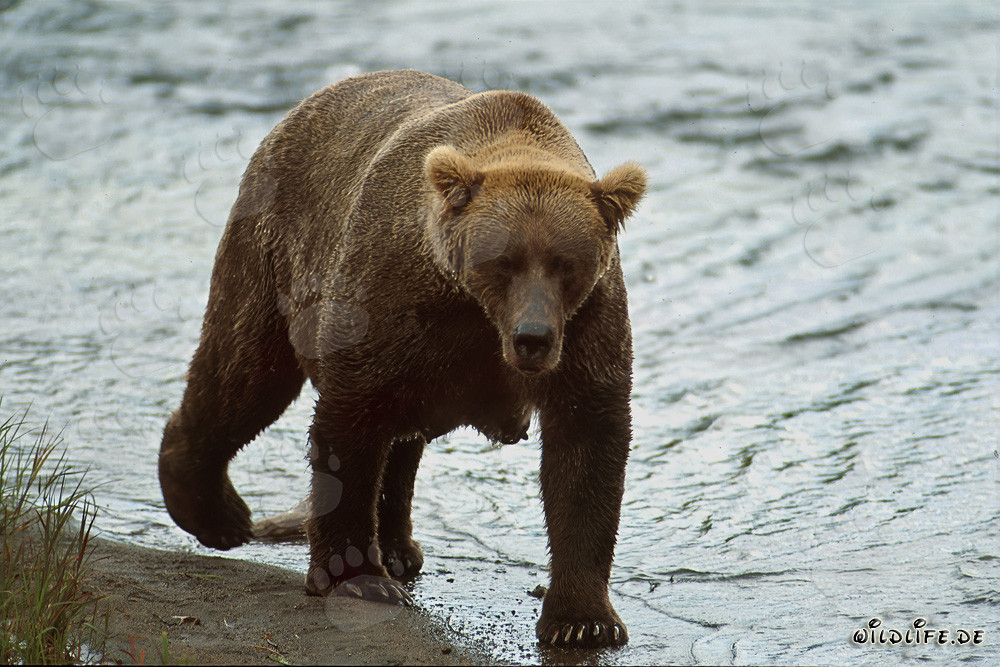 Impressive brown bear with strong fat pads