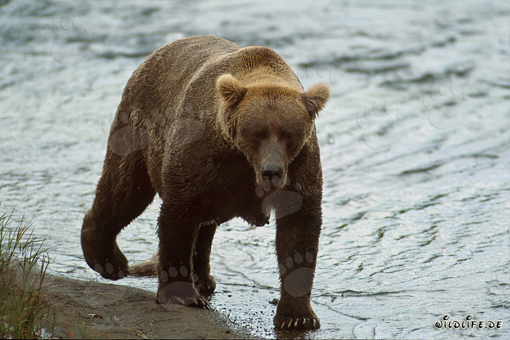 Maestoso orso bruno con spessa riserva di grasso