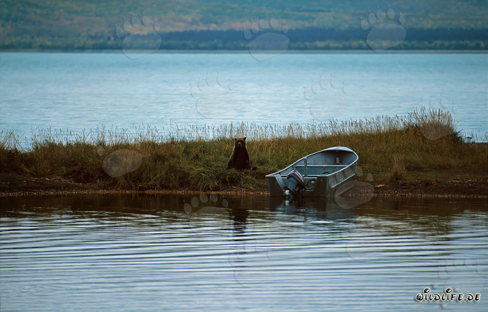 Majestätischer Braunbär am Brooks River in Katmai, Alaska