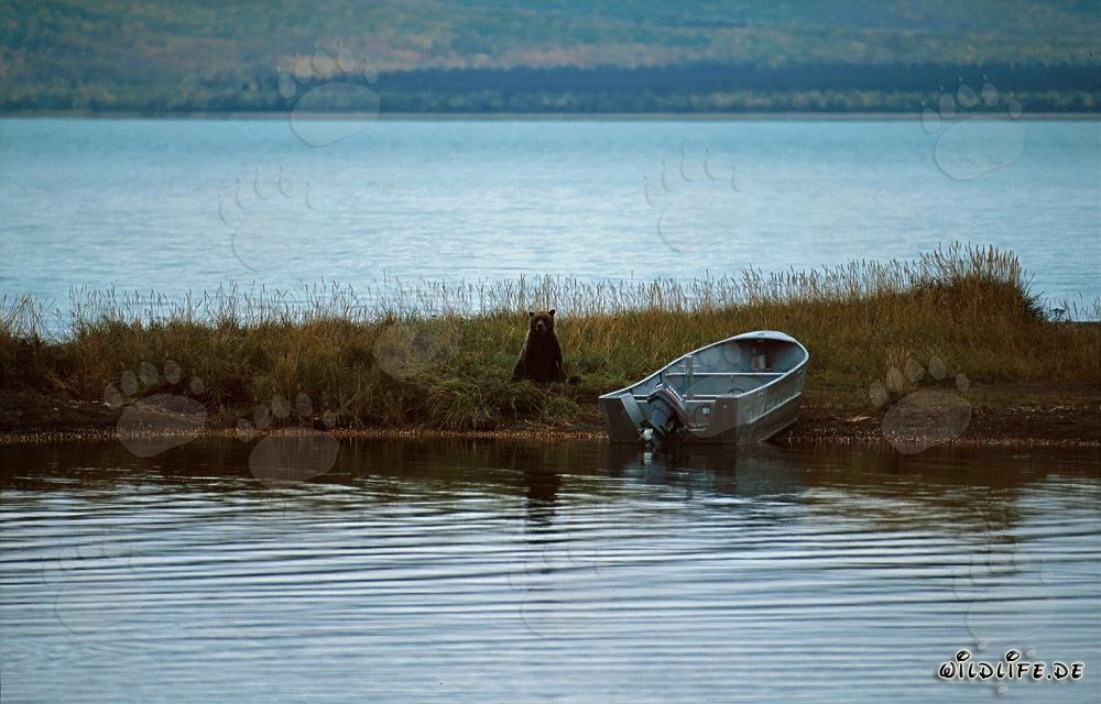 Majestic Brown Bear at Brooks River in Katmai, Alaska
