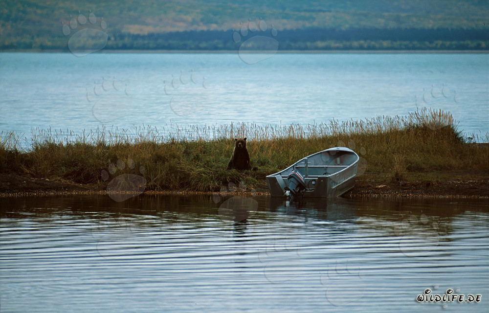 Maestoso orso bruno sul fiume Brooks a Katmai, Alaska