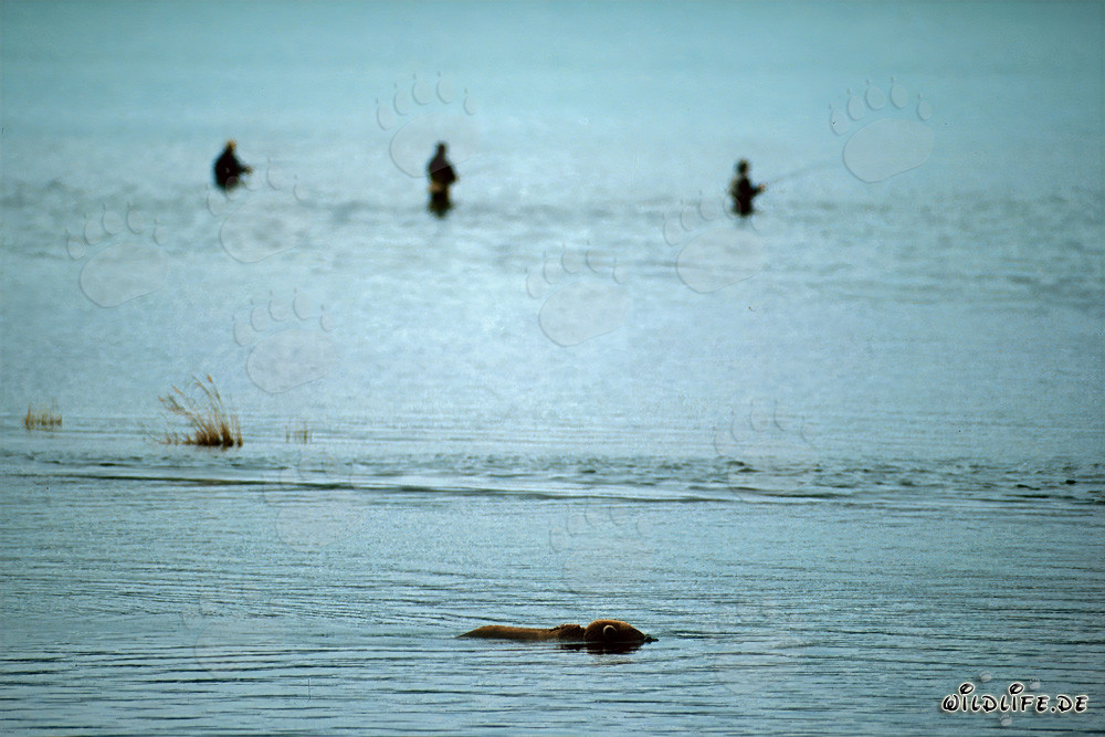 Braunbär am Brooks River in Alaska beobachtet Lachse