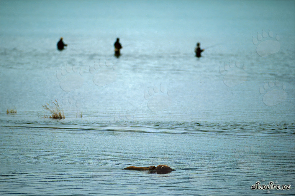 Brown bear watching salmon at Brooks River in Alaska