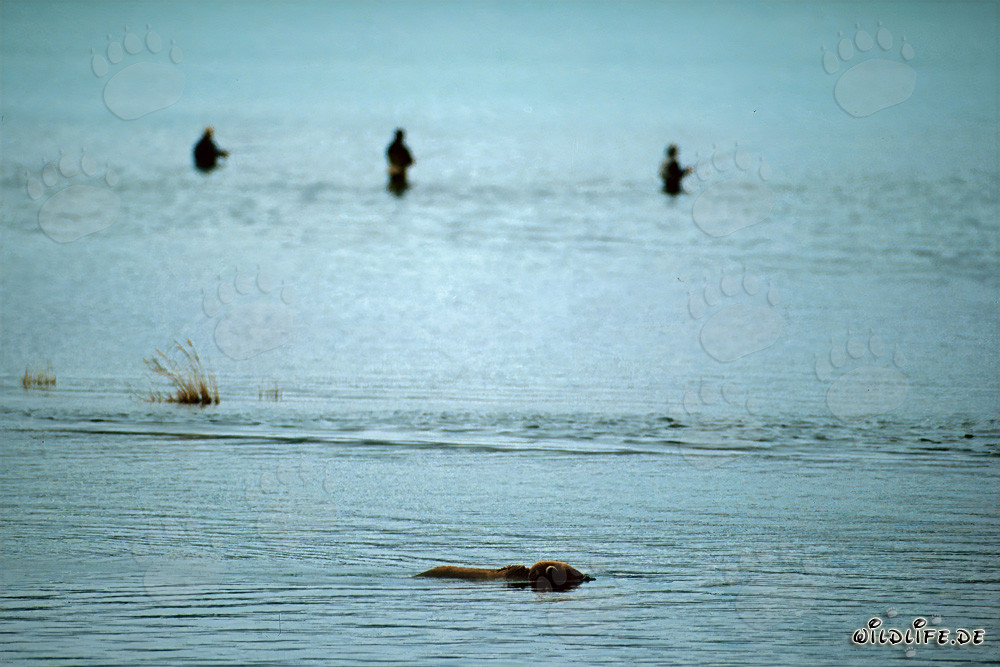 Orso bruno osserva i salmoni a Brooks River in Alaska