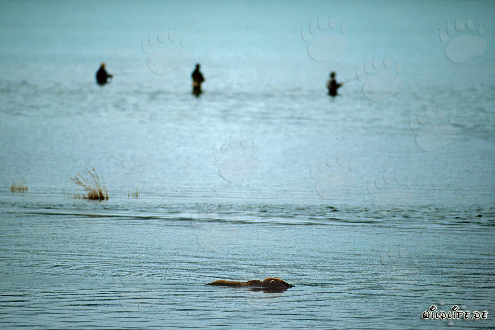 Ours brun observant les saumons à Brooks River en Alaska