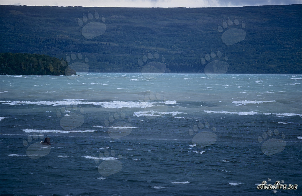 Braunbär beobachtet beim Fischen im Naknek Lake in Alaska