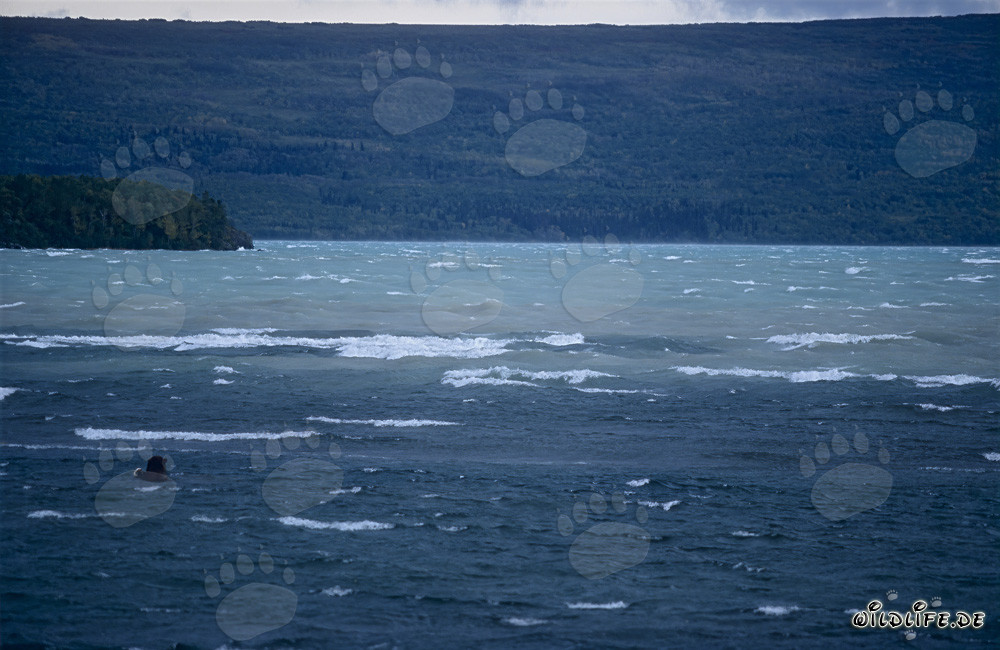 Brown bear observed fishing in Naknek Lake in Alaska