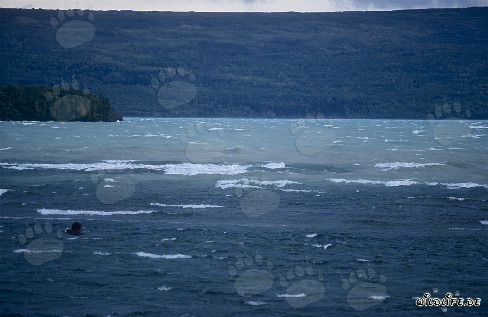Orso bruno osservato mentre pesca nel lago Naknek in Alaska