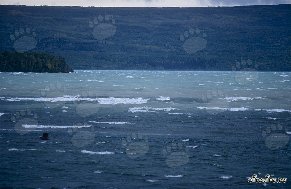 Oso pardo observado pescando en el lago Naknek en Alaska