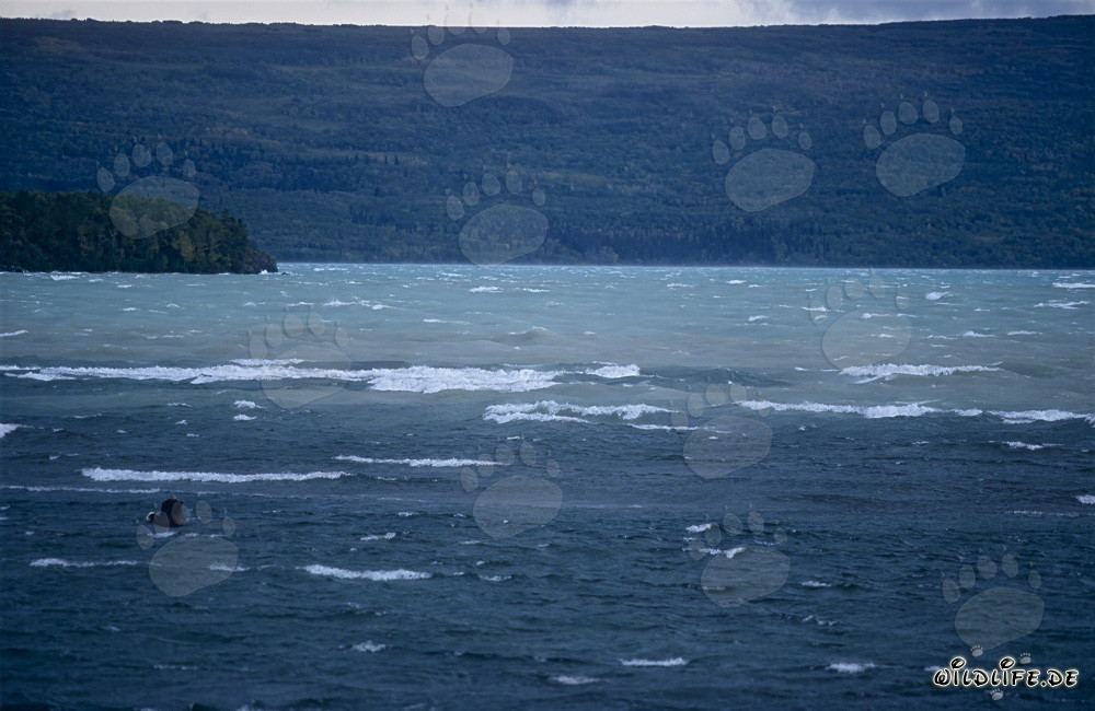Ours brun observé en train de pêcher dans le lac Naknek en Alaska