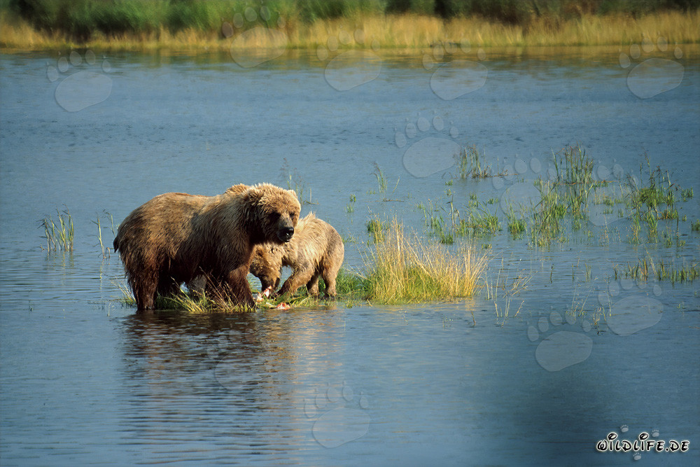 Mamma orso bruno con cucciolo su piccola isola erbosa
