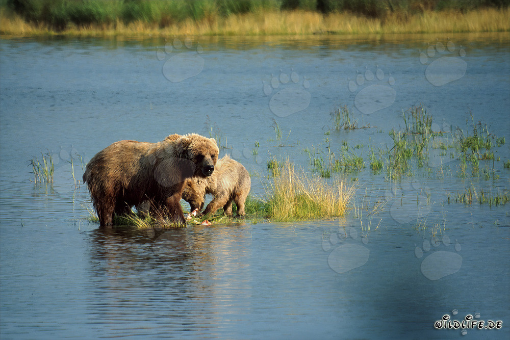 Mère ours brun avec son petit sur une petite île herbeuse