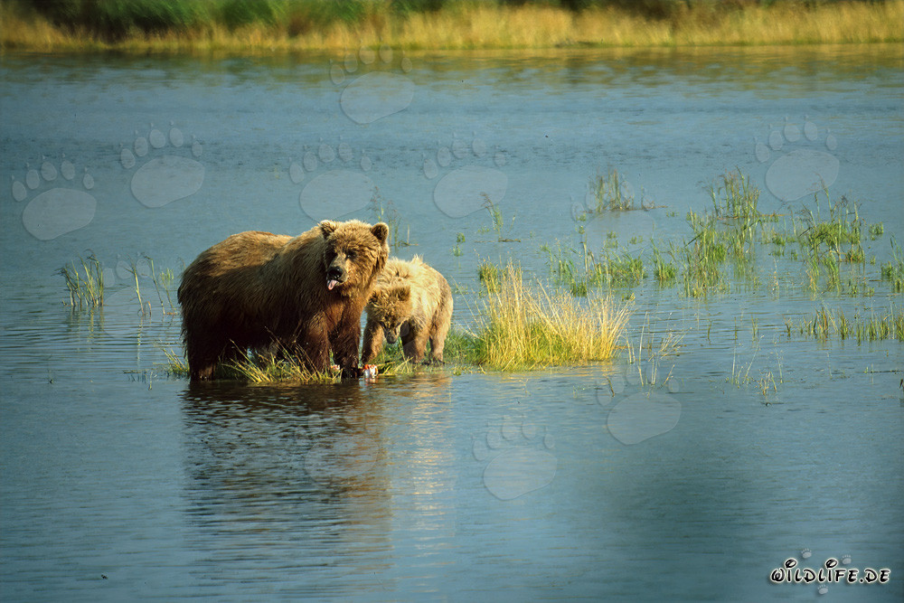 Orsa bruna sorpresa pesca salmoni nel fiume - Fotografia naturalistica
