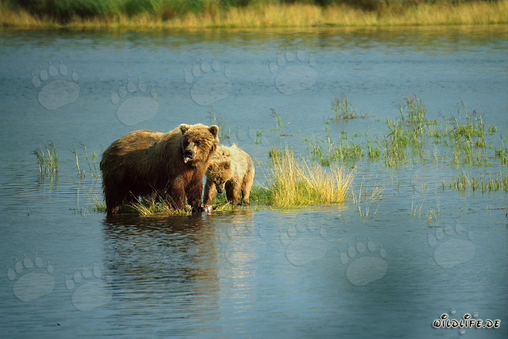 Surprised brown bear catching salmon in the river - Wildlife Photography