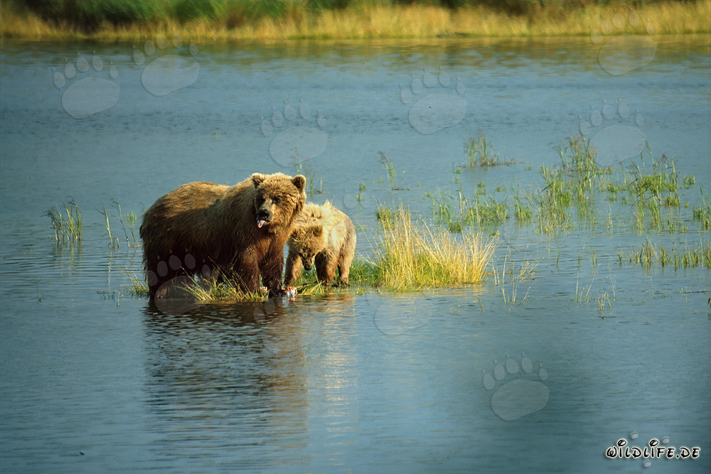 Überraschte Braunbärin fängt Lachse im Fluss - Wildlife Fotografie