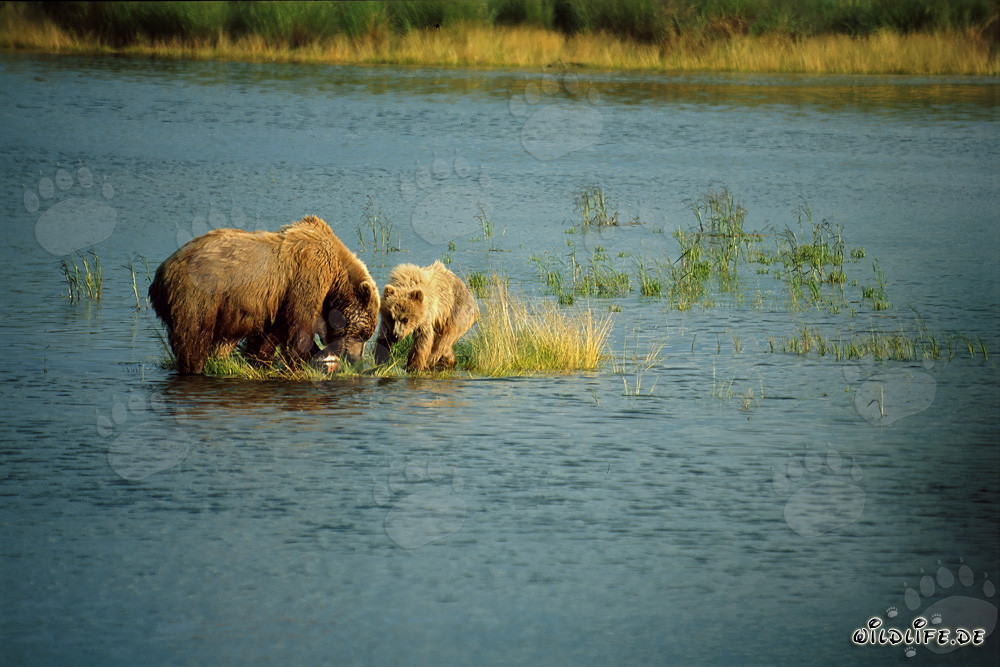 Mother brown bear successfully catches salmon in the river