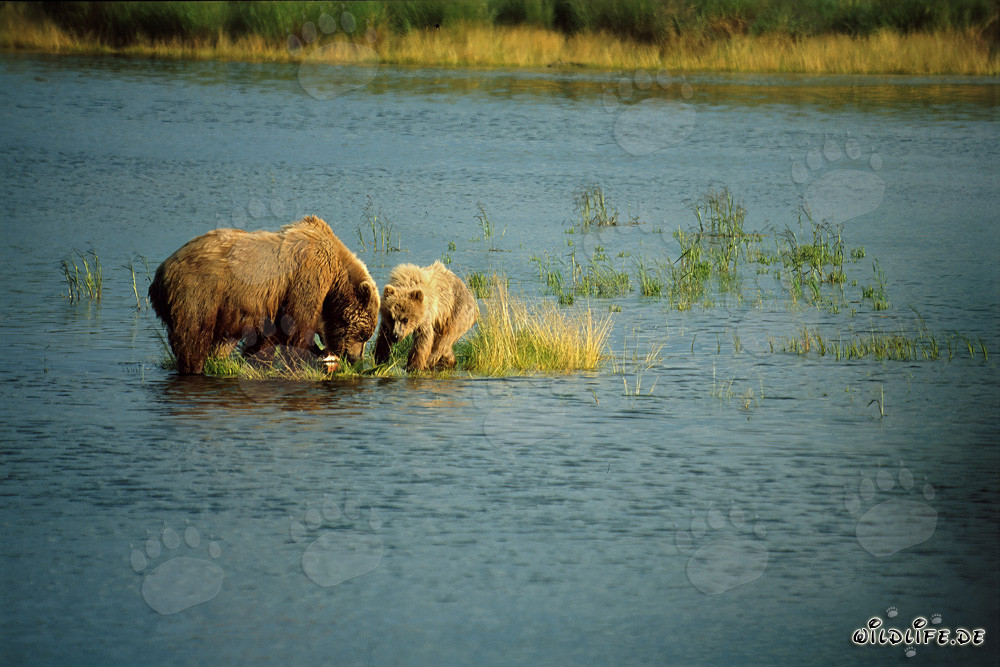Mère ours brun attrape avec succès des saumons dans la rivière