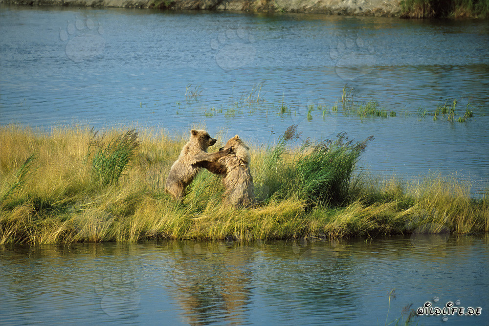 Playing Young Brown Bears at Brooks River, Katmai, Alaska