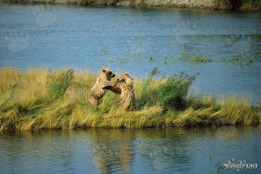 Giovani orsi bruni che giocano al Brooks River, Katmai, Alaska