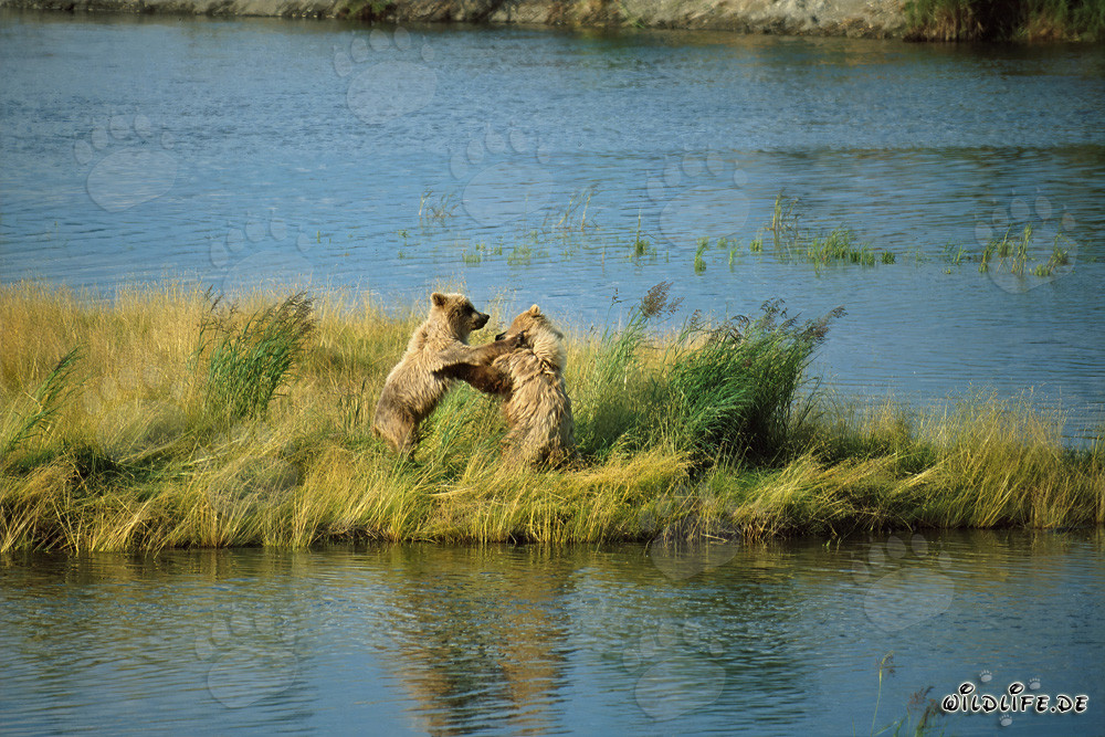Jeunes ours bruns jouant au Brooks River, Katmai, Alaska