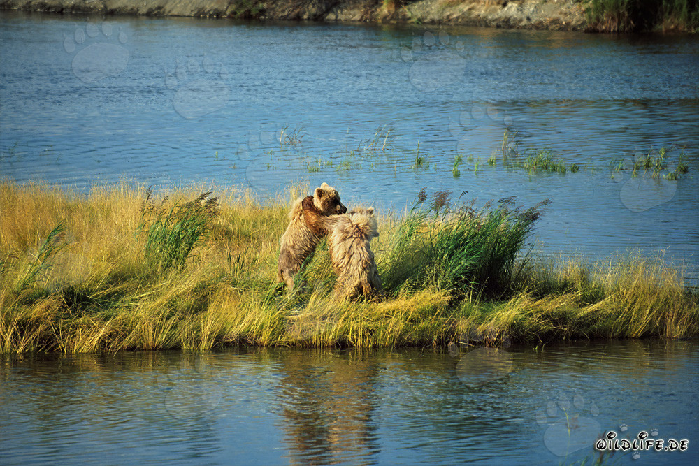 Deux jeunes ours bruns espiègles au Brooks River, Alaska
