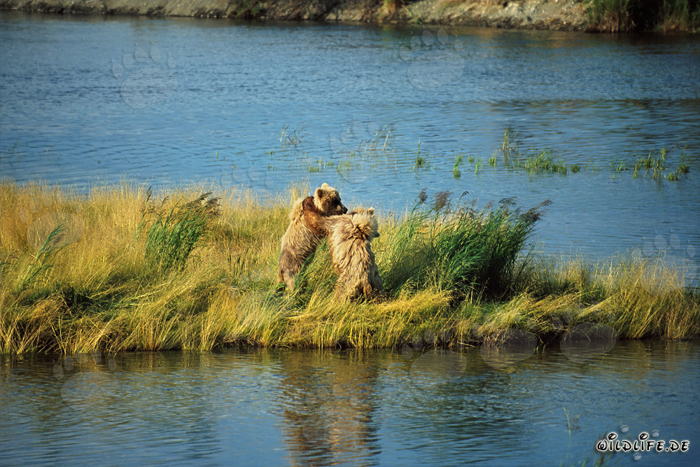 Due giovani orsi bruni giocosi al Brooks River, Alaska
