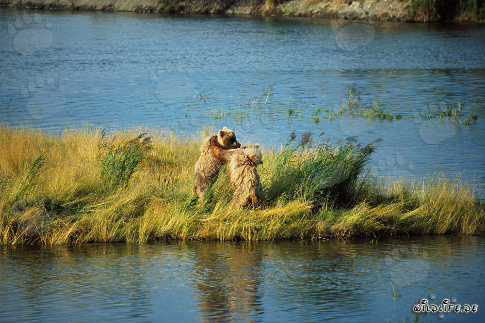 Dos jóvenes osos pardo juguetones en el río Brooks, Alaska
