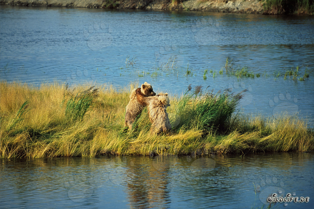 Two playful young Brown Bears at Brooks River, Alaska