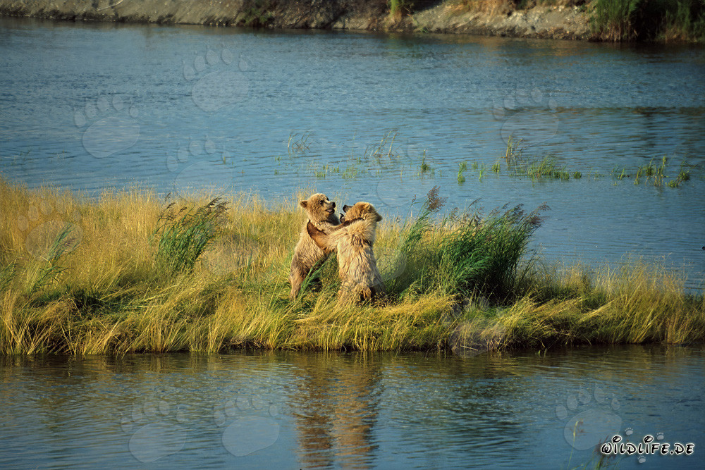 Zwei verspielte junge Braunbären am Brooks River, Katmai, Alaska