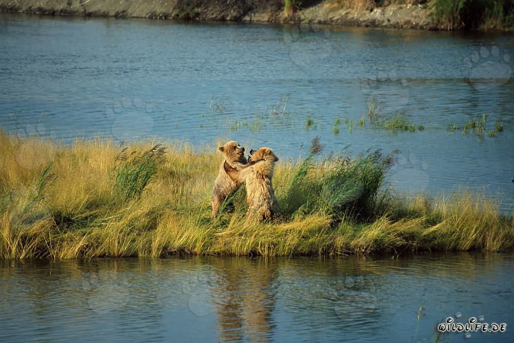 Two Playful Young Brown Bears at Brooks River, Katmai, Alaska