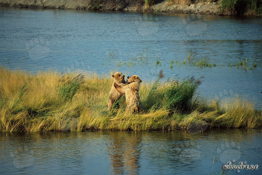 Due giovani orsi bruni giocosi al Brooks River, Katmai, Alaska