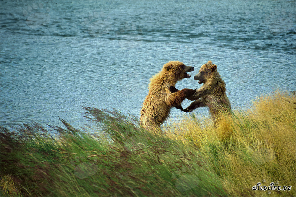 Giovani orsi bruni che giocano lungo il fiume Brooks, parco nazionale di Katmai, Alaska