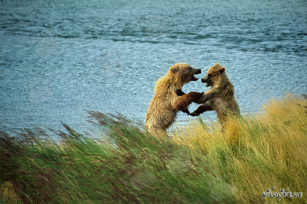 Spielende junge Braunbären am Brooks River, Katmai Nationalpark, Alaska