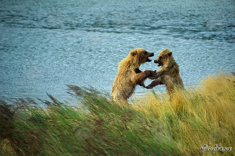 Oseznos jugando en el río Brooks, Parque Nacional Katmai, Alaska