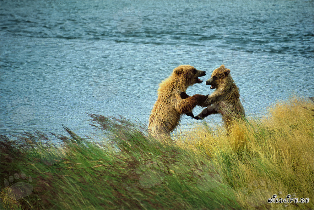 Young Brown Bears Playing at Brooks River, Katmai National Park, Alaska