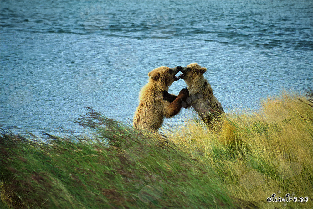 Due giovani orsi bruni giocano al fiume Brooks a Katmai, Alaska