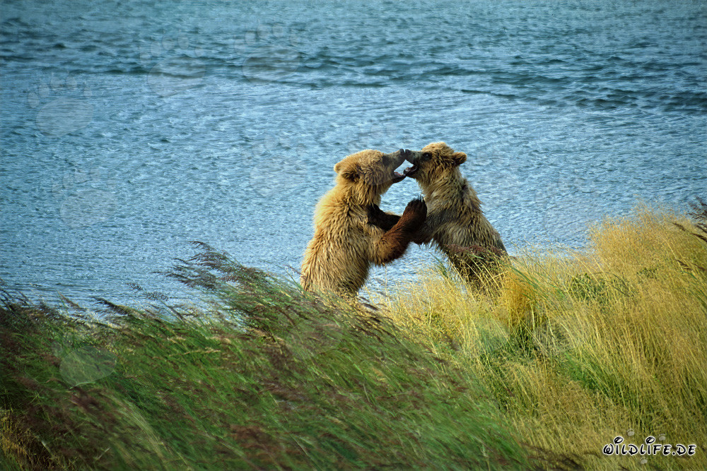Dos jóvenes osos pardos jugando en el río Brooks en Katmai, Alaska