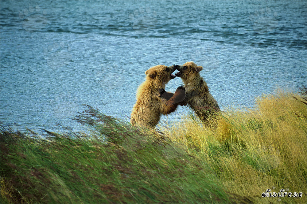 Deux jeunes ours bruns espiègles à la rivière Brooks à Katmai, Alaska