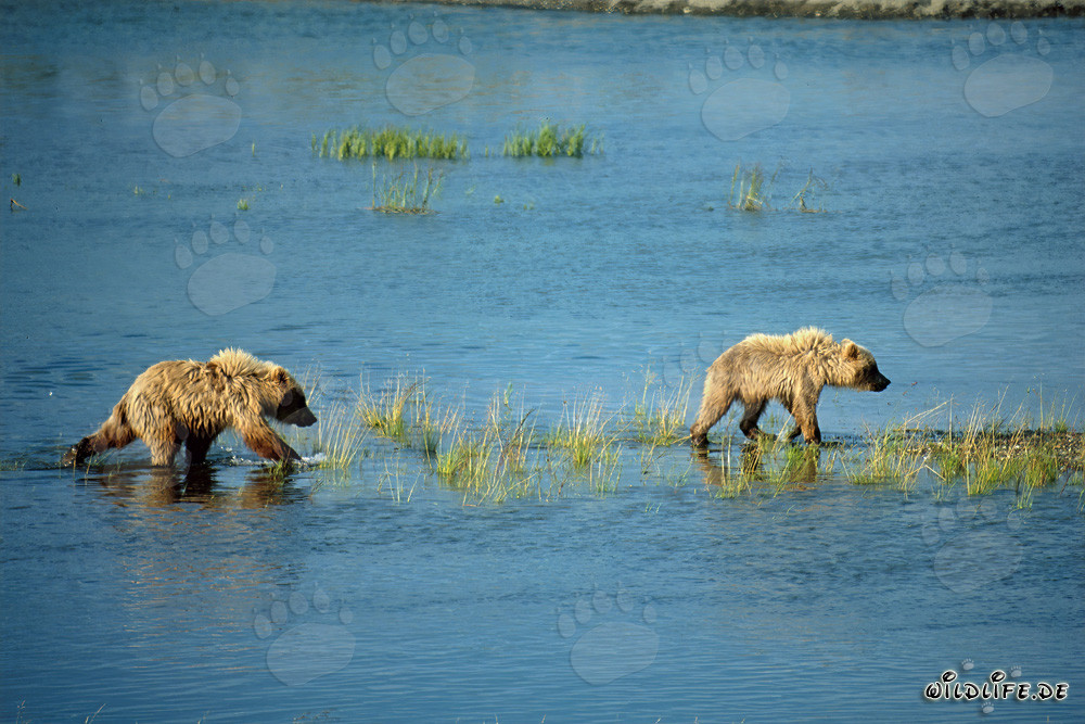 Giovani orsi bruni giocano esplorando il corso di un fiume in Alaska