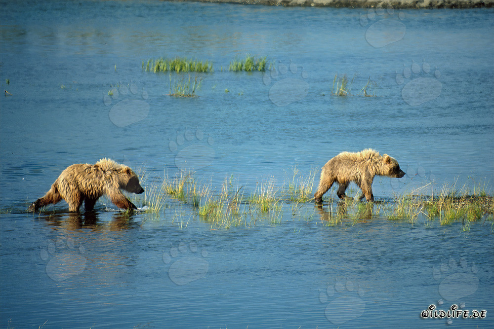 Jeunes ours bruns joueurs explorant le cours d'une rivière en Alaska