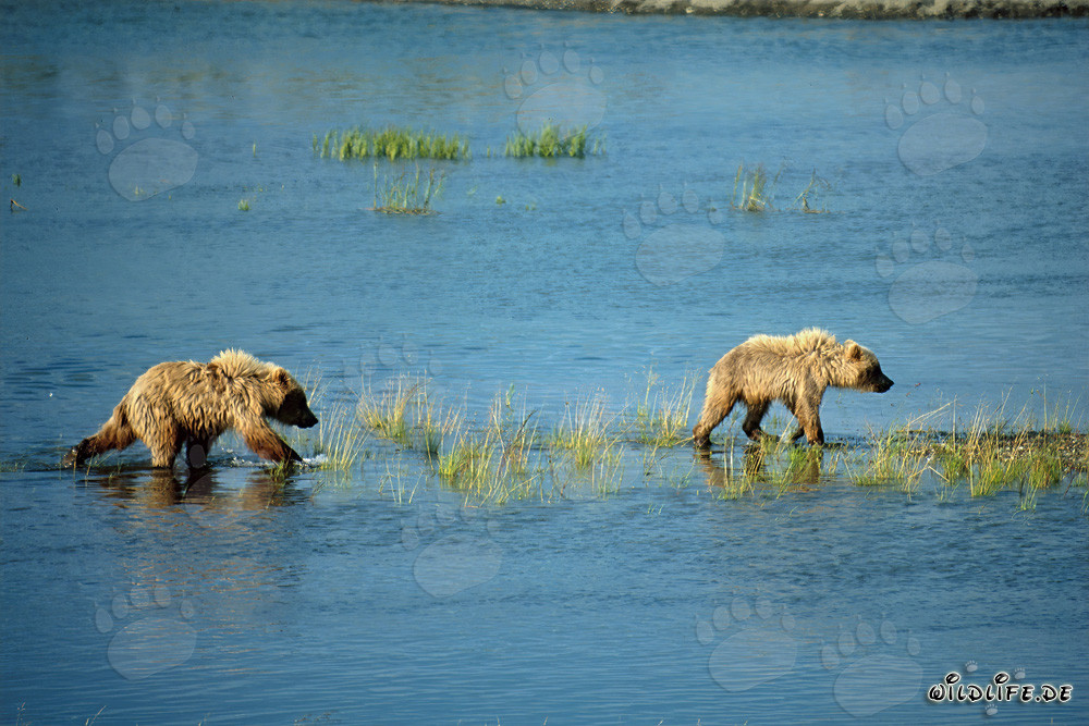 Jóvenes osos pardos juguetones explorando el curso de un río en Alaska