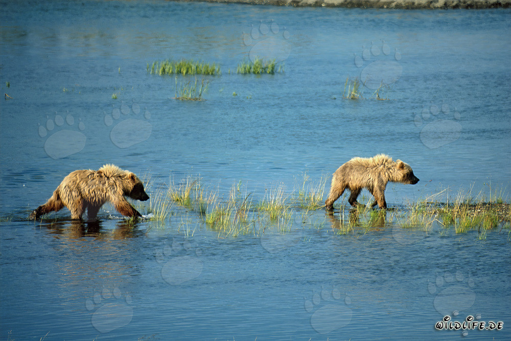 Spielerische junge Braunbären erkunden den Flusslauf in Alaska