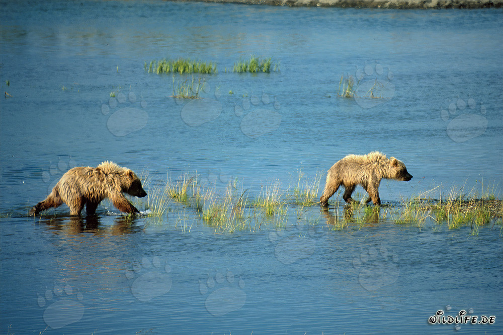 Playful young Brown Bears exploring the river in Alaska