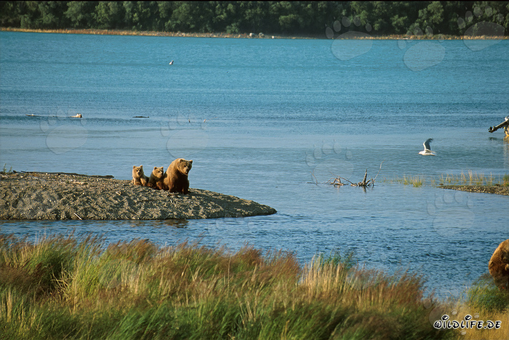 Braunbärenfamilie am idyllischen Flussufer in Alaska
