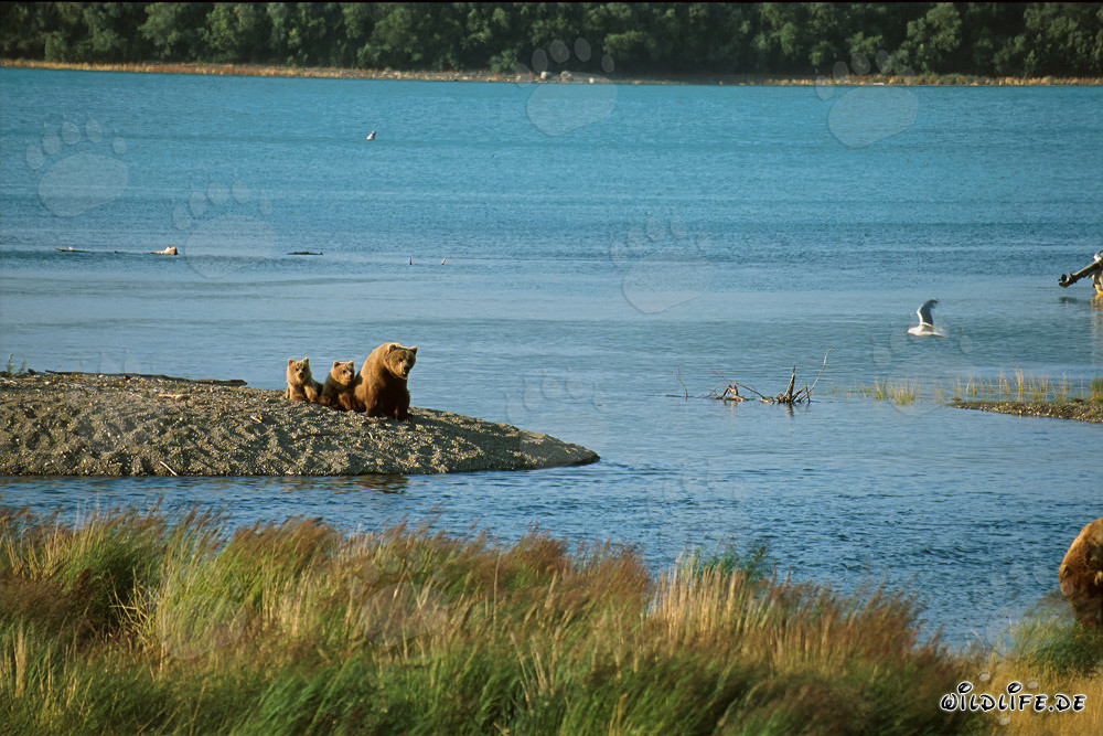 Brown bear family on the picturesque river bank in Alaska