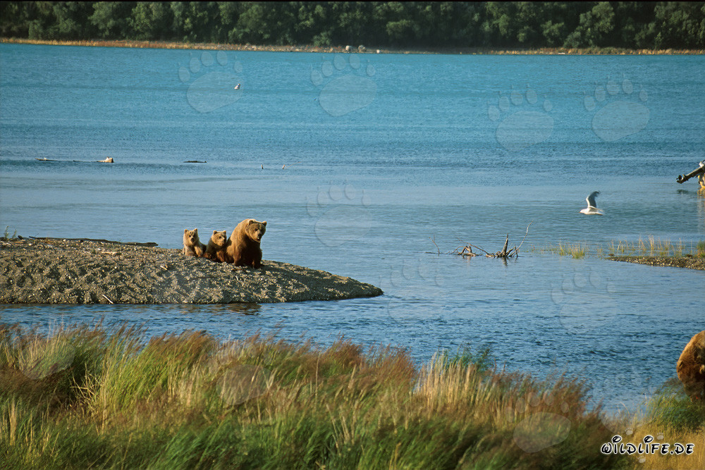 Famiglia di orsi bruni sulla riva idilliaca del fiume in Alaska
