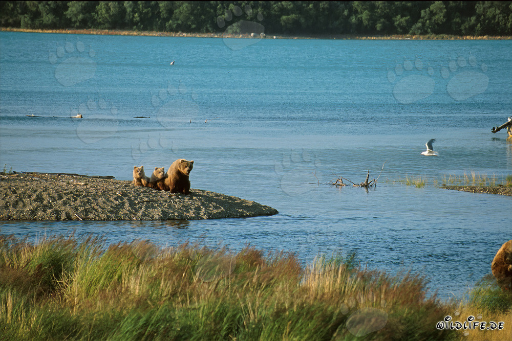 Familia de osos pardos en la idílica orilla del río en Alaska