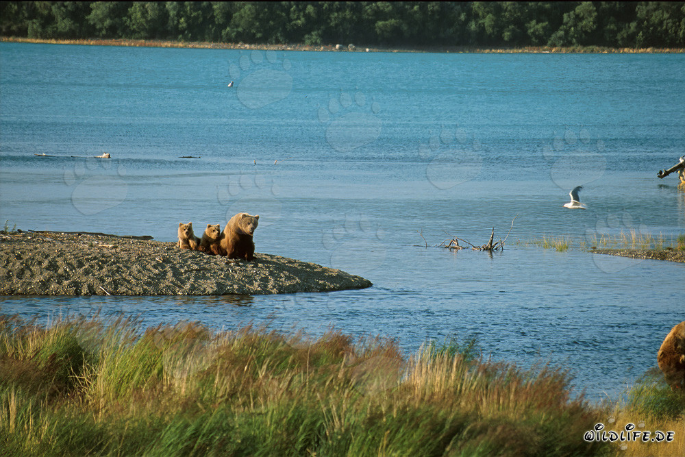 Famille d'ours bruns au bord idyllique de la rivière en Alaska