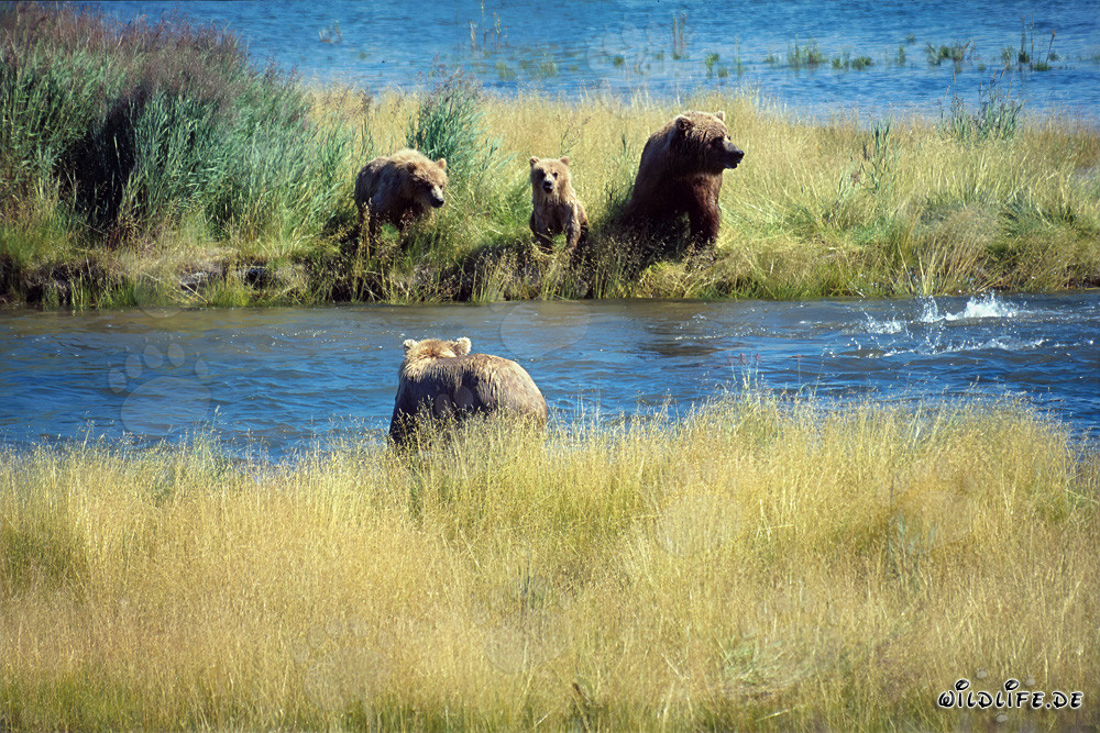 Danger for the Brown Bear Family in Alaska