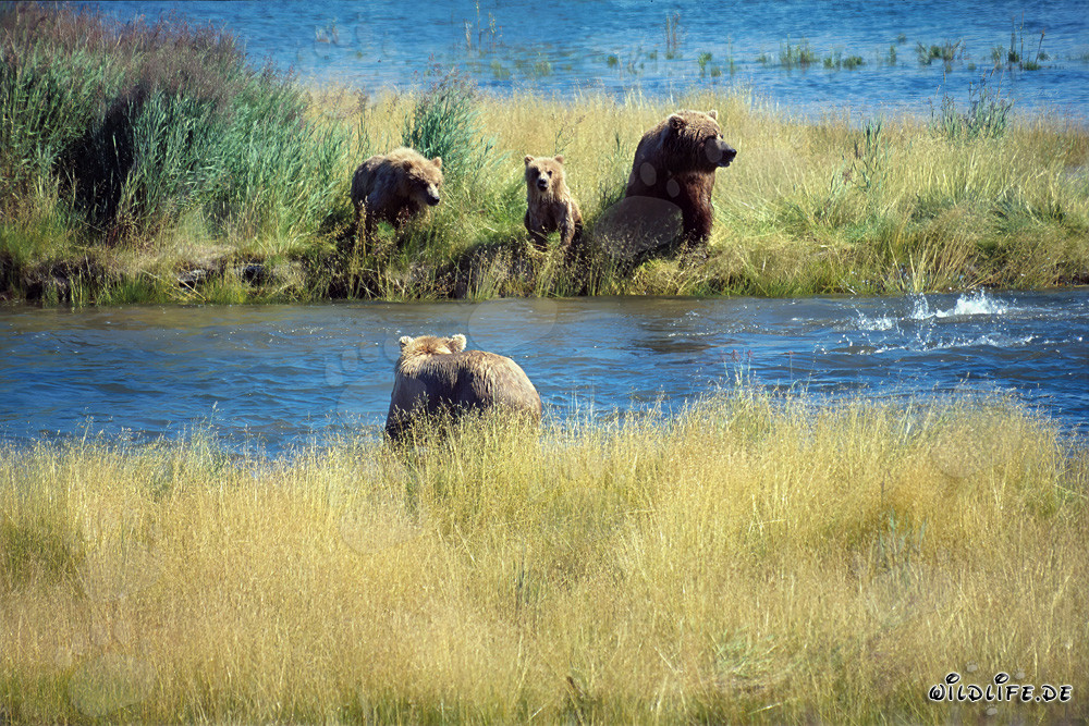 Danger pour la famille d'ours bruns en Alaska
